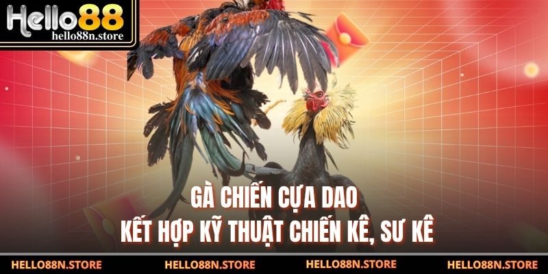 Gà chiến cựa dao kết hợp kỹ thuật chiến kê, sư kê